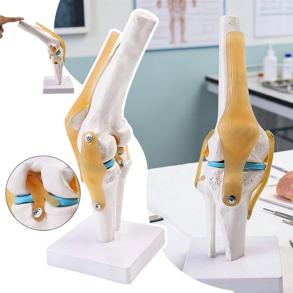 Anatomical Medical-Knee Joint  - огляд і ціна Science Hobbyist