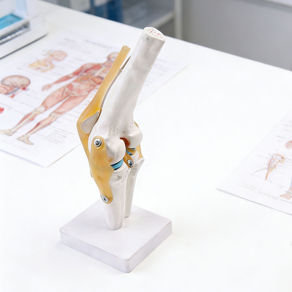 Anatomical Medical-Knee Joint  - огляд і ціна Science Hobbyist