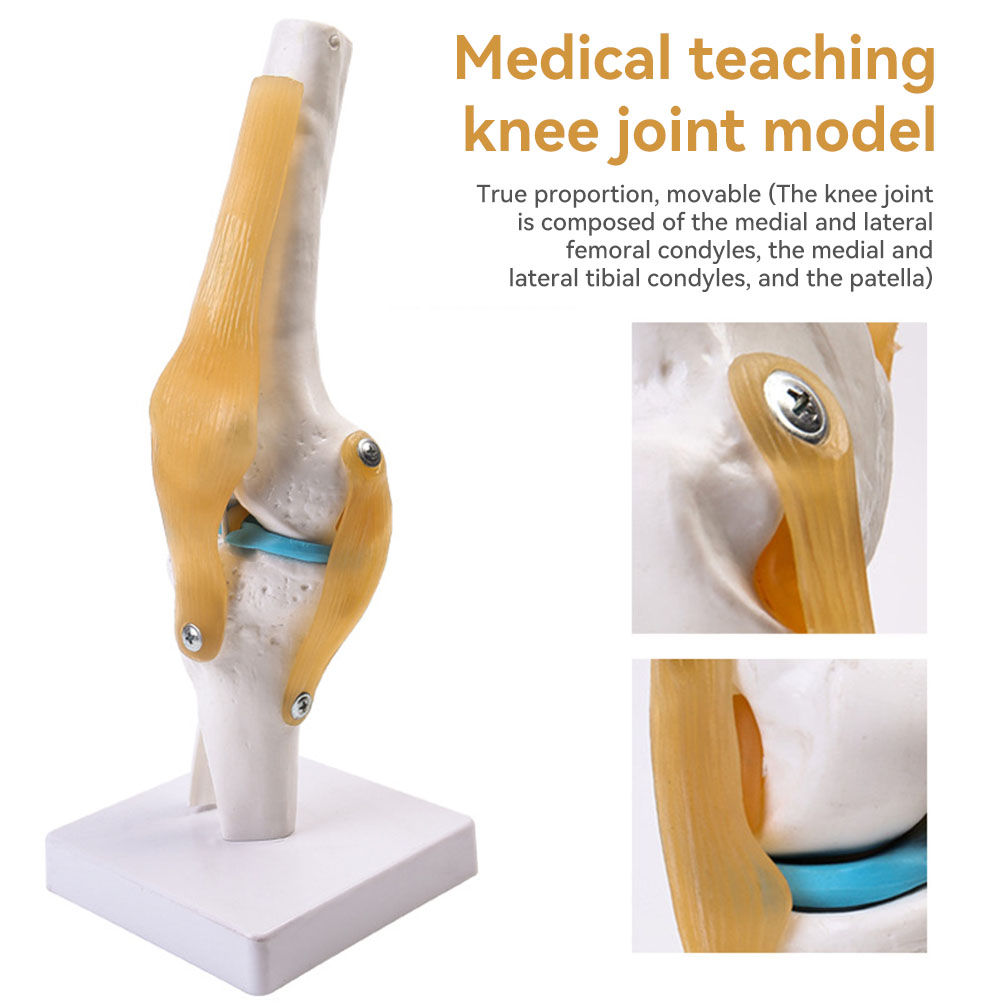 Anatomical Medical-Knee Joint  - огляд і ціна Science Hobbyist