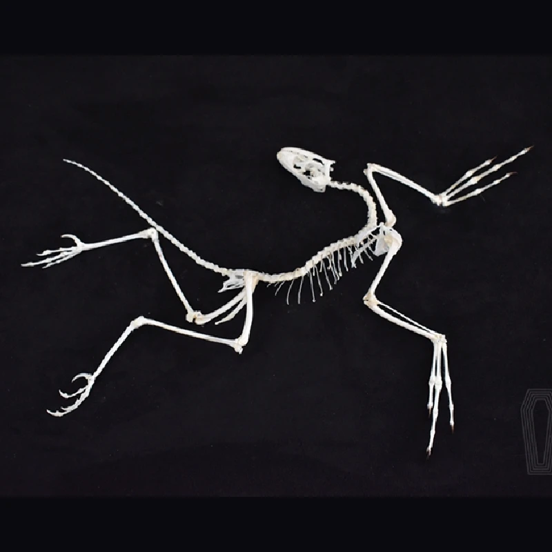 2120 Archaeopteryx Fossil Art  - огляд і ціна Fossil Replica Display