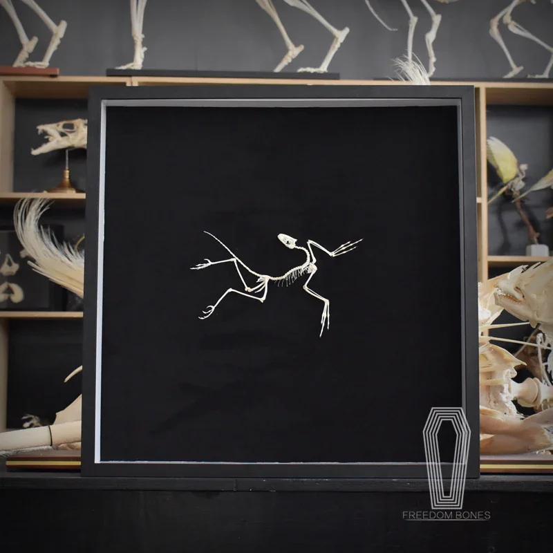 2120 Archaeopteryx Fossil Art  - огляд і ціна Fossil Replica Display