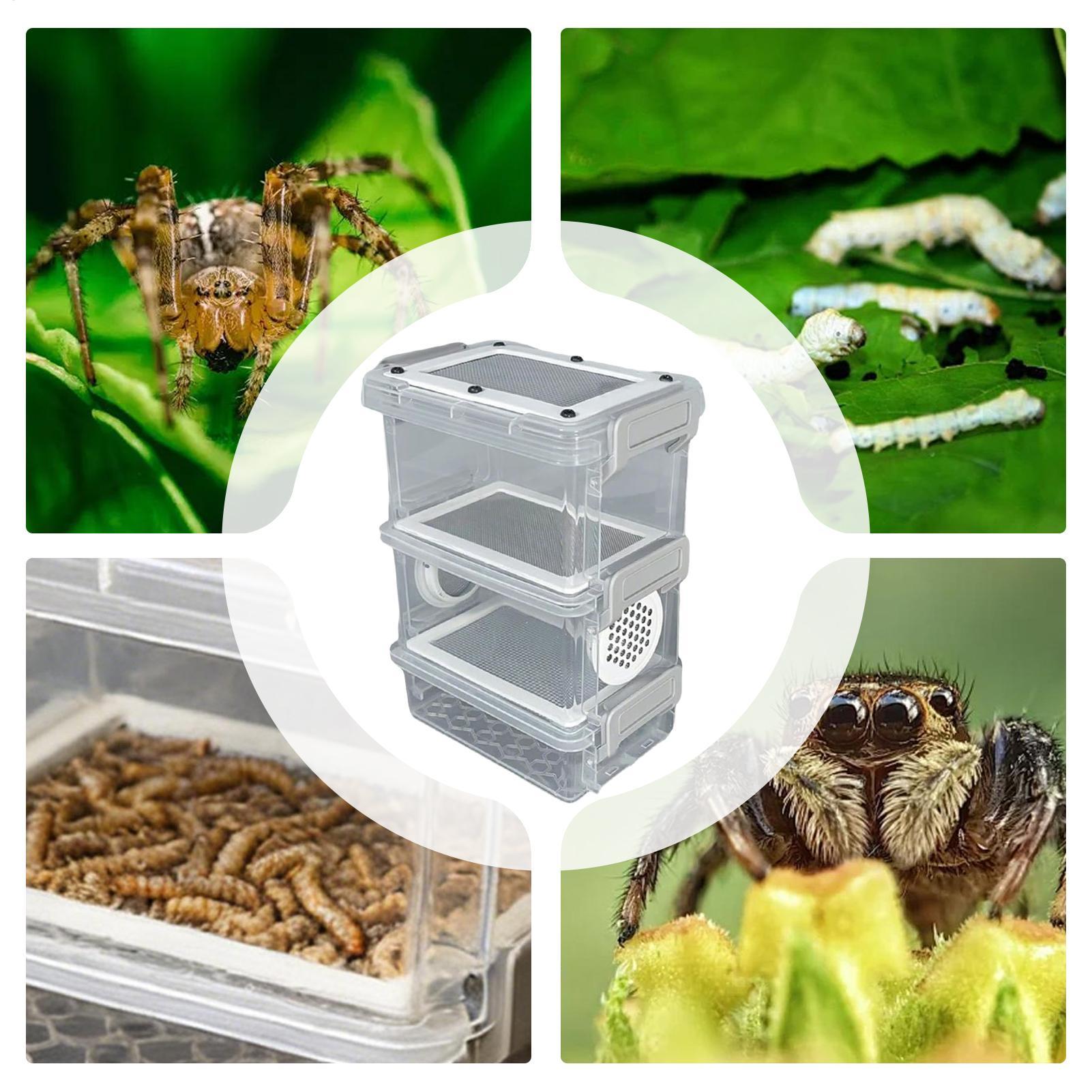Mealworm Breeding Kit 3-Layer  - огляд і ціна Science Hobbyist